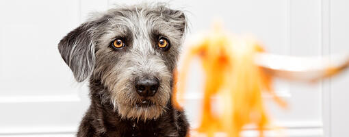 Is raw pasta bad for dogs online